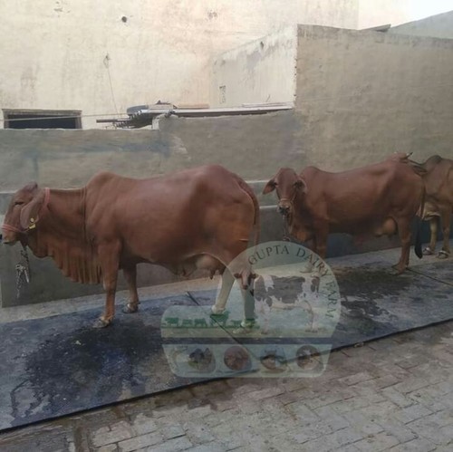 Uttarkhand Sahiwal Cow