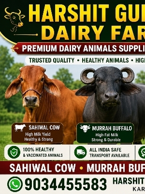 Uttarkhand Sahiwal Cow