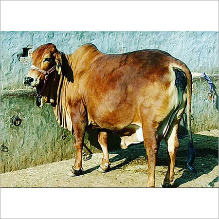 Brown sahiwal Cow
