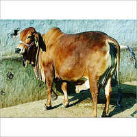 Brown sahiwal Cow