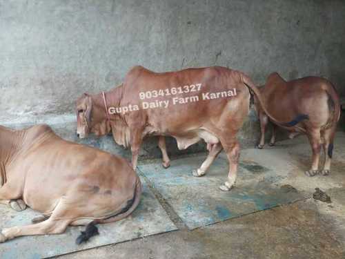 Desi Sahiwal Cow