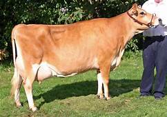 Deep Light Brown Jersey Cow