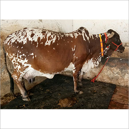 Dark Brown With White Spots Rathi Dairy Cow