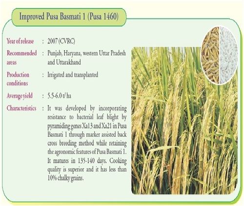 PB 1460 C Pusa Basmati