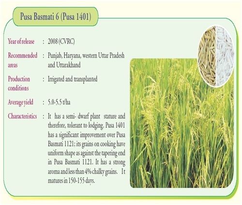 Agriculture Pb 1401 C Pusa Basmati Rice