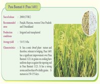 PB 1401 C Pusa Basmati