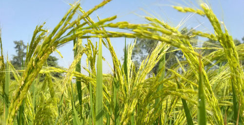 PB 1421 C Pusa Basmati Rice