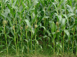 Agriculture African Tall Maize Fodder Seed