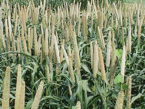 Grass King Jowar Crop