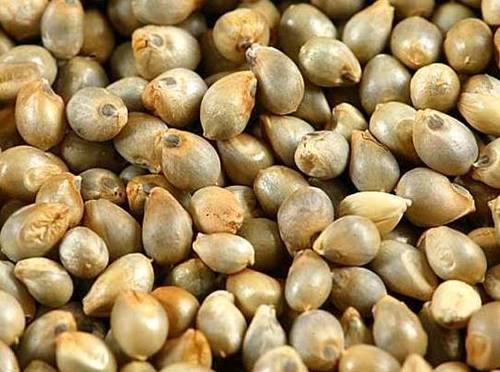 Agriculture Bajra Seed c-16