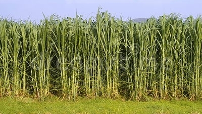 Bajra Ginny Grass-518