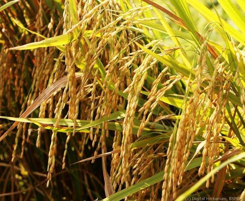Br 105 Paddy Seed - Admixture (%): A 1%