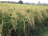 Paddy Seed PR-122