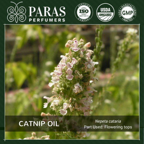 Catnip Oil