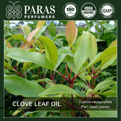 Clove Leaf Oil