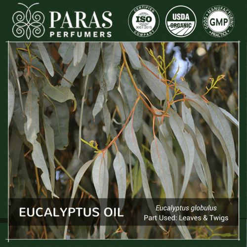 Eucalyptus Oil