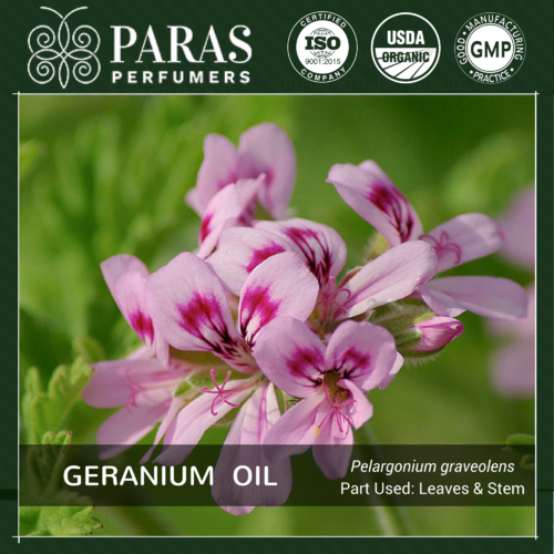 Geranium Oil