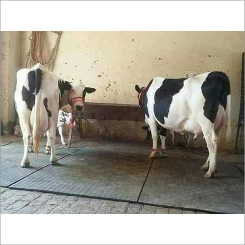 Black And White Hf Breed Cows