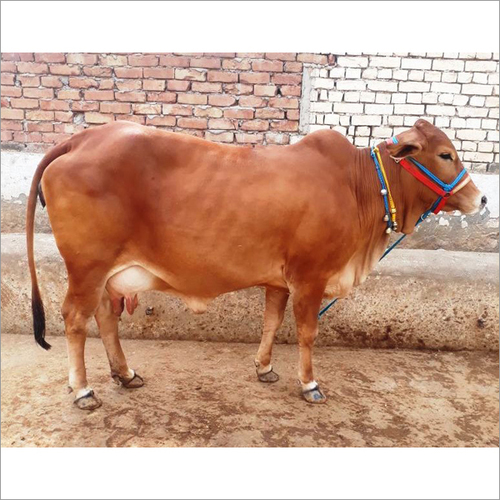 Brown Sahiwal Cow