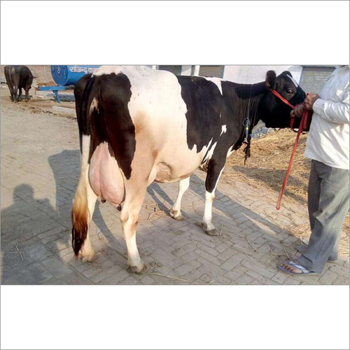 Black And White Hf Cows Holstein Friesian At Wholesale Rates Rulhan Dairy