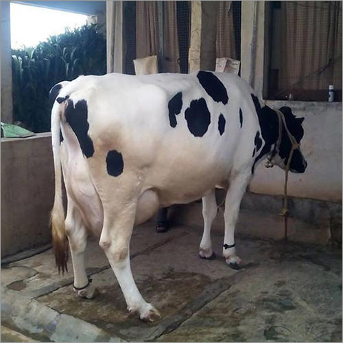 White And Black Cow