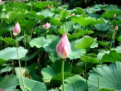 Organic Lotus Leaves