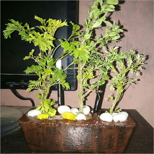 Aralia Snow White Indoor Plants
