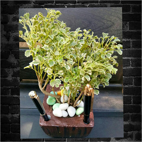 Snow White Aralia Indoor Plants
