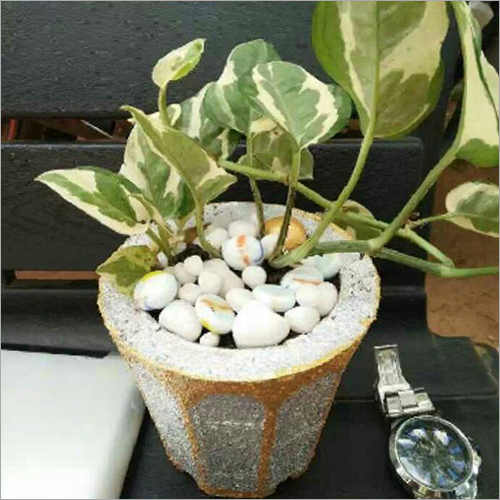 Root Bridge Money Plant
