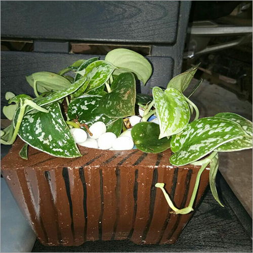 Satin Money Plant