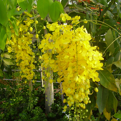 Organic Cassia Fistula Flower