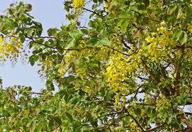 Organic Cassia Fistula Leaves - Air-Dried Green Varied Size | Natural Organic Pure Medicinal Aromatic Handpicked 99% Purity