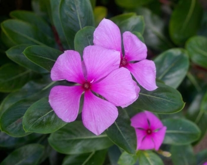 Organic Catharanthus Roseus