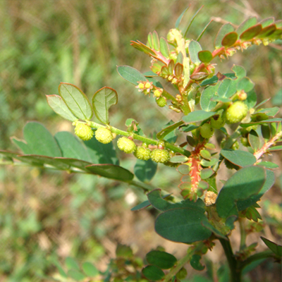 Organic Phyllanthus Niuri
