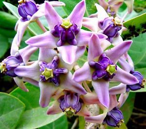 Organic Crown Flower