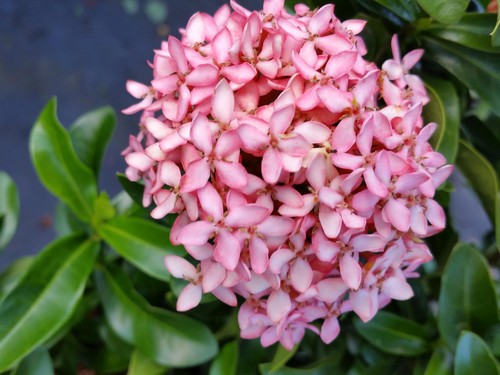 Organic Ixora - Pink Flowers, Variable Height | Vibrant Blooms, Pest Resistant, Fragrant