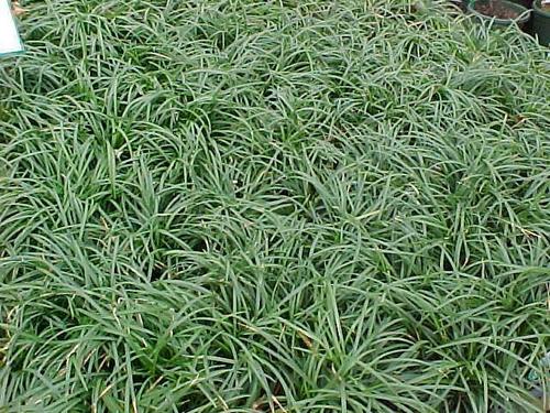 Organic Monkey Grass