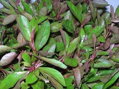 Natural Organic Herbals