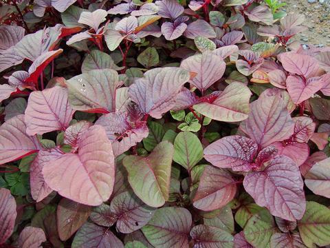 Organic Amaranthus Tricolor