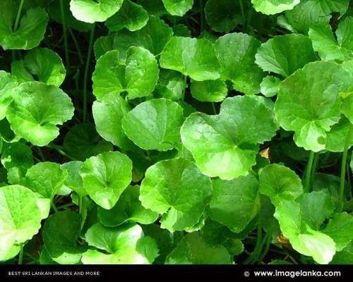Organic Centella Asiatica