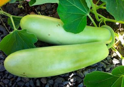 Fresh Organic Bottle Gourd