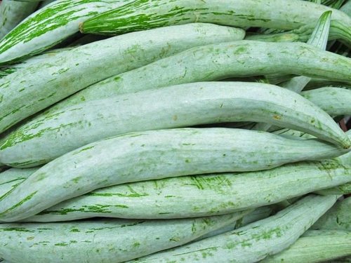 Fresh Organic Snake Guard