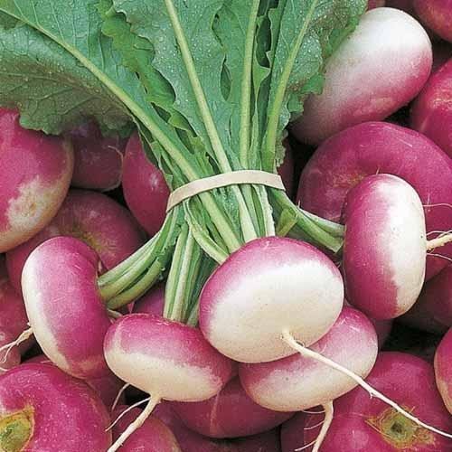 Fresh Organic Turnip
