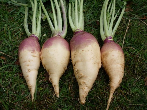 Fresh Organic Vegetables