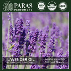 Lavender Oil Kashmir (High Elevation)