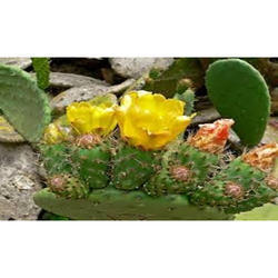 Opuntia Extract