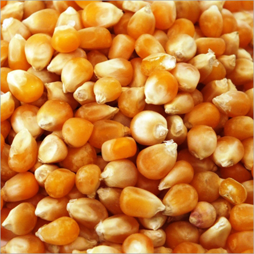 Maize