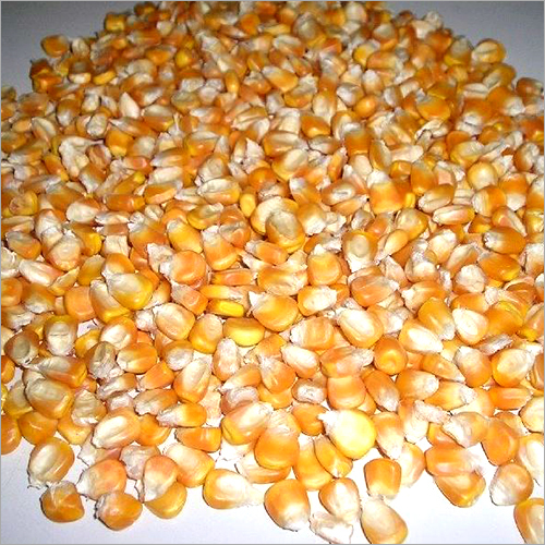 Yellow Corn Maize