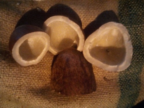 Half Cut Copra