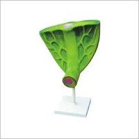 Green And White Model Of Leaf Structure